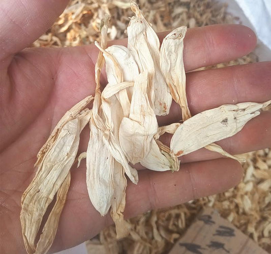 50g Yu Zan Hua 玉簪花, Fragrant Plantainlily Flower, Hosta Plantaginea-[Chinese Herbs Online]-[chinese herbs shop near me]-[Traditional Chinese Medicine TCM]-[chinese herbalist]-Find Chinese Herb™
