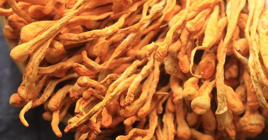 Cordyceps buyer's guide - wild vs cultivated cordyceps
