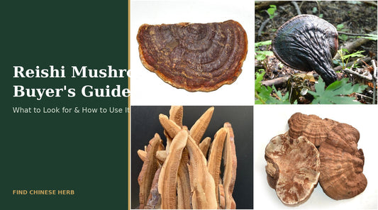 Reishi mushroom buyer's guide - red and purple lingzhi mushrooms (Ganoderma lucidum)