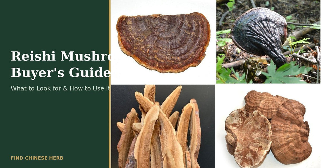 Reishi mushroom buyer's guide - red and purple lingzhi mushrooms (Ganoderma lucidum)