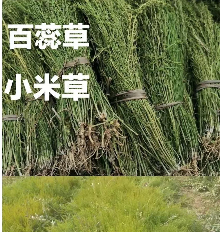 500g Bai Rui Cao 百蕊草, Dried Chinese Bastardtoadflax, Herba Thesii, Bai Ru Cao, Mai Huang Cao-[Chinese Herbs Online]-[chinese herbs shop near me]-[Traditional Chinese Medicine TCM]-[chinese herbalist]-Find Chinese Herb™