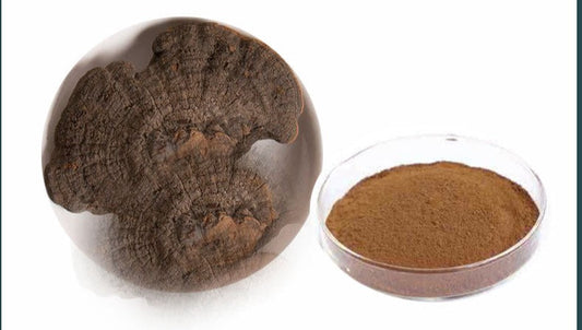 500g Huai Er 槐耳, Extract Huaier Trametes Robiniophila Powder 10:1 Mushroom Huai'er Tea-[Chinese Herbs Online]-[chinese herbs shop near me]-[Traditional Chinese Medicine TCM]-[chinese herbalist]-Find Chinese Herb™