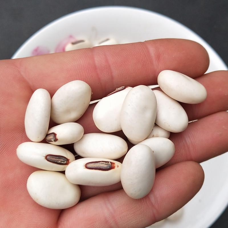 100g Bai Dao Dou Zi 白刀豆子, Sword Jackbean Seed, White Semen Canavaliae-[Chinese Herbs Online]-[chinese herbs shop near me]-[Traditional Chinese Medicine TCM]-[chinese herbalist]-Find Chinese Herb™