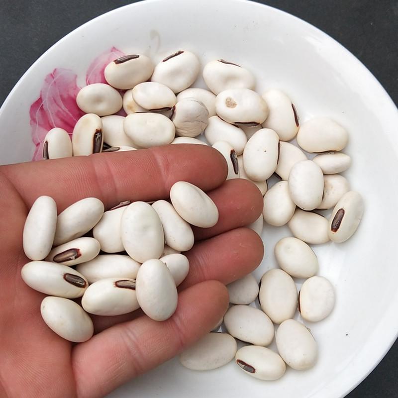 100g Bai Dao Dou Zi 白刀豆子, Sword Jackbean Seed, White Semen Canavaliae-[Chinese Herbs Online]-[chinese herbs shop near me]-[Traditional Chinese Medicine TCM]-[chinese herbalist]-Find Chinese Herb™