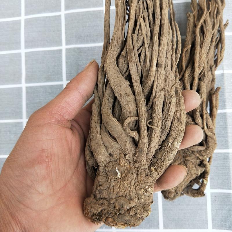 100g Dang Gui Ge 當歸个, Whole Radix Angelicae Sinensis, Chinese Angelica Root, Dong Quai-[Chinese Herbs Online]-[chinese herbs shop near me]-[Traditional Chinese Medicine TCM]-[chinese herbalist]-Find Chinese Herb™