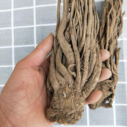 100g Dang Gui Ge 當歸个, Whole Radix Angelicae Sinensis, Chinese Angelica Root, Dong Quai-[Chinese Herbs Online]-[chinese herbs shop near me]-[Traditional Chinese Medicine TCM]-[chinese herbalist]-Find Chinese Herb™