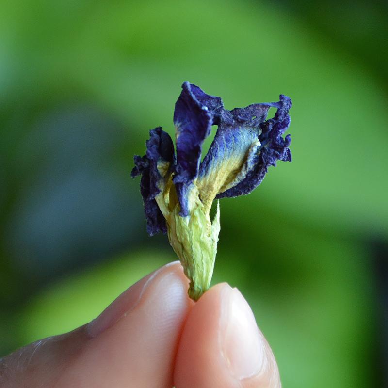 100g Lan Hu Die 蓝蝴蝶, Butterfly Pea Flower, Kordofan Pea, Clitoria Ternatea Linn.-[Chinese Herbs Online]-[chinese herbs shop near me]-[Traditional Chinese Medicine TCM]-[chinese herbalist]-Find Chinese Herb™