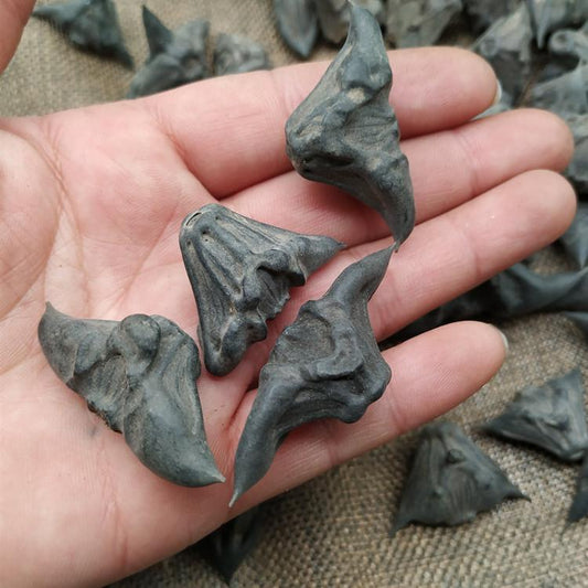 100g Ling Jiao 菱角, Water Calptrop Base Peel, Trapa Bispinosa, Gui Jian Chou-[Chinese Herbs Online]-[chinese herbs shop near me]-[Traditional Chinese Medicine TCM]-[chinese herbalist]-Find Chinese Herb™