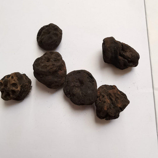 100g Ou Jie Tan 藕節碳, Nodus Nelumbinis Rhizomatis, Lotus Rhizome Node-[Chinese Herbs Online]-[chinese herbs shop near me]-[Traditional Chinese Medicine TCM]-[chinese herbalist]-Find Chinese Herb™