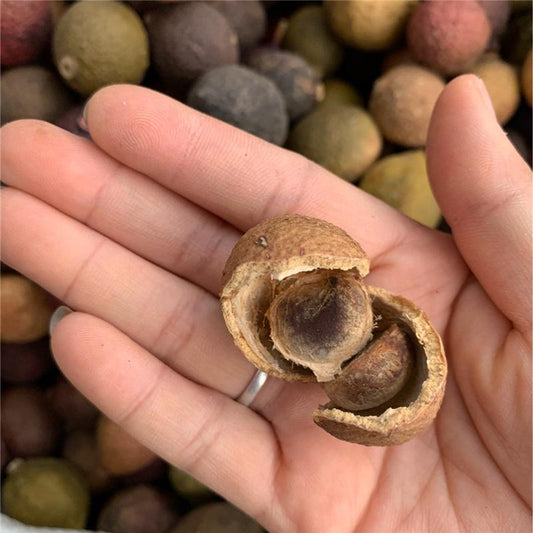 100g Qu Tou Ji 屈头鸡, Capperis Versicolor Griff-[Chinese Herbs Online]-[chinese herbs shop near me]-[Traditional Chinese Medicine TCM]-[chinese herbalist]-Find Chinese Herb™