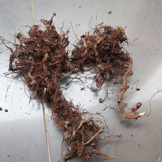 100g Shui Long Gu 水龙骨, Japanese Polypody Rhizome, Shi Can-[Chinese Herbs Online]-[chinese herbs shop near me]-[Traditional Chinese Medicine TCM]-[chinese herbalist]-Find Chinese Herb™