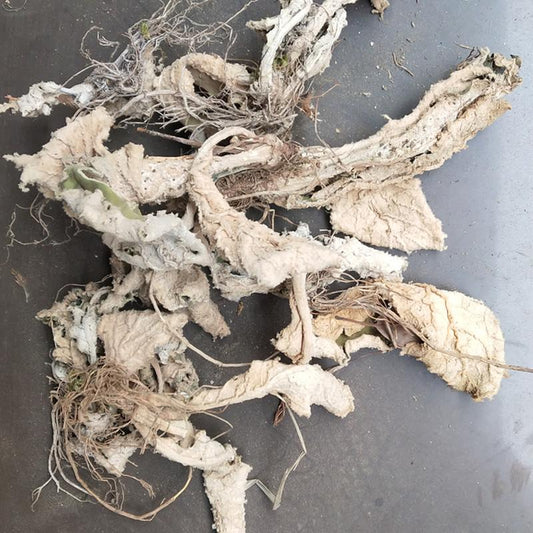100g Yan Bai Cai 巖白菜, Bergenia Purpurascens Herb, Herba Bergeniae, Yan Qi-[Chinese Herbs Online]-[chinese herbs shop near me]-[Traditional Chinese Medicine TCM]-[chinese herbalist]-Find Chinese Herb™
