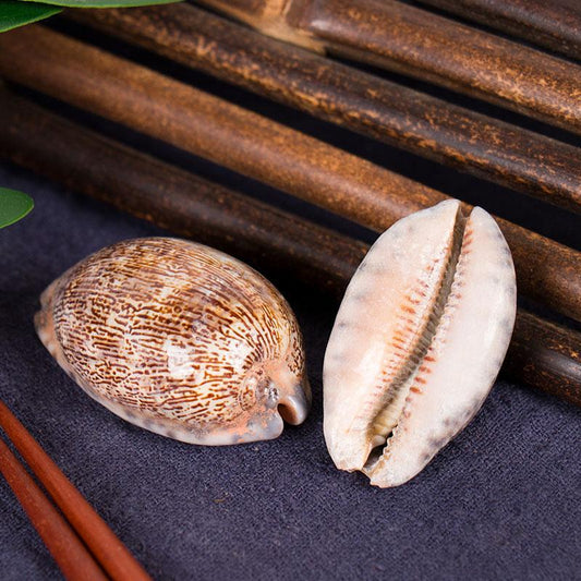 100g Zi Bei Chi 紫贝齿, Erosaria Caputserpentis Shell-[Chinese Herbs Online]-[chinese herbs shop near me]-[Traditional Chinese Medicine TCM]-[chinese herbalist]-Find Chinese Herb™