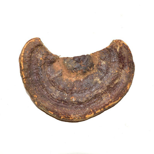 1kg Chi Zhi 赤芝, Reishi Mushroom, Ganoderma Lucidum, Wild Ling Zhi-[Chinese Herbs Online]-[chinese herbs shop near me]-[Traditional Chinese Medicine TCM]-[chinese herbalist]-Find Chinese Herb™