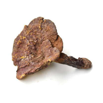 1kg Chi Zhi 赤芝, Reishi Mushroom, Wild Ganoderma Lucidum, Yunnan Ling Zhi-[Chinese Herbs Online]-[chinese herbs shop near me]-[Traditional Chinese Medicine TCM]-[chinese herbalist]-Find Chinese Herb™