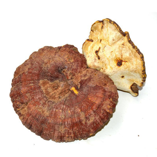 1kg Chi Zhi 赤芝, Reishi Mushroom, Wild Ganoderma Lucidum, Yunnan Ling Zhi-[Chinese Herbs Online]-[chinese herbs shop near me]-[Traditional Chinese Medicine TCM]-[chinese herbalist]-Find Chinese Herb™