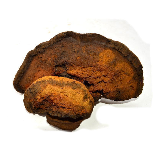 1kg Cu Mao He Kong Jun 粗毛黄褐孔菌, Xanthochrous Hispidus, Wild Mushroom-[Chinese Herbs Online]-[chinese herbs shop near me]-[Traditional Chinese Medicine TCM]-[chinese herbalist]-Find Chinese Herb™