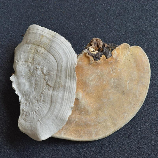 1kg Dong Fang Shuan Jun 东方栓菌, Trametes Orientalis, Polystictus Orientalis-[Chinese Herbs Online]-[chinese herbs shop near me]-[Traditional Chinese Medicine TCM]-[chinese herbalist]-Find Chinese Herb™