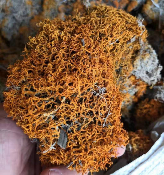 1kg Hong Xue Cha 红雪茶, Lethariella Cladonioides, Jin Si Cha-[Chinese Herbs Online]-[chinese herbs shop near me]-[Traditional Chinese Medicine TCM]-[chinese herbalist]-Find Chinese Herb™