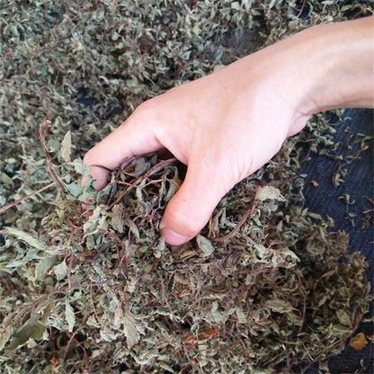 1kg Liang Fen Cao 凉粉草, Chinese Mesona Herb, Mesona Chinensis Herb, Xian Cao-[Chinese Herbs Online]-[chinese herbs shop near me]-[Traditional Chinese Medicine TCM]-[chinese herbalist]-Find Chinese Herb™
