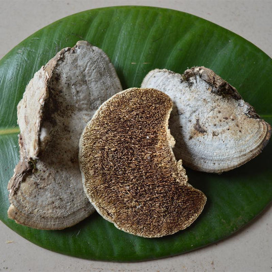 1kg Mao Shuan Jun 毛栓菌, Trametes Hirsuta, Reishi Mushroom-[Chinese Herbs Online]-[chinese herbs shop near me]-[Traditional Chinese Medicine TCM]-[chinese herbalist]-Find Chinese Herb™