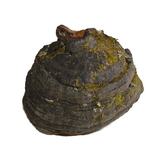 1kg Mu Ti Ceng Kong Jun 木蹄层孔菌, Fomes Fomentarius, Tinder Conk Mushroom, Tsuriganetabe-[Chinese Herbs Online]-[chinese herbs shop near me]-[Traditional Chinese Medicine TCM]-[chinese herbalist]-Find Chinese Herb™