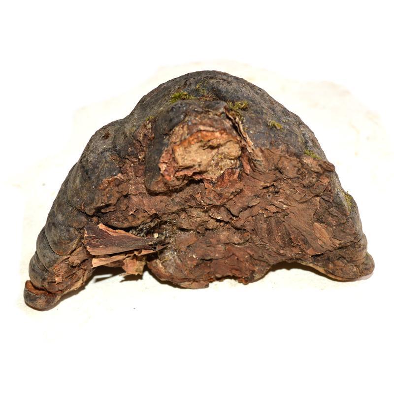 1kg Mu Ti Ceng Kong Jun 木蹄层孔菌, Fomes Fomentarius, Tinder Conk Mushroom, Tsuriganetabe-[Chinese Herbs Online]-[chinese herbs shop near me]-[Traditional Chinese Medicine TCM]-[chinese herbalist]-Find Chinese Herb™