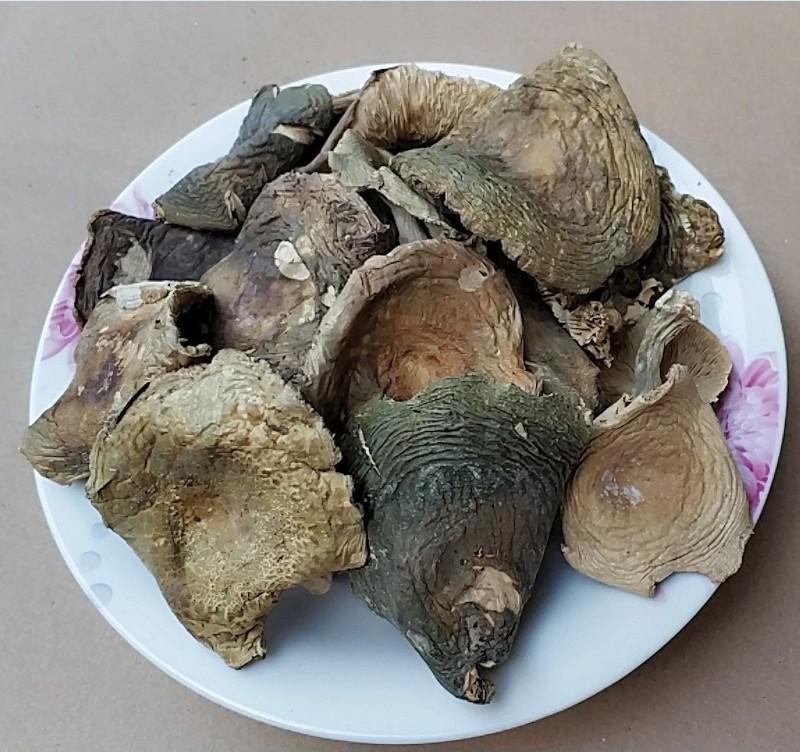 1kg Qing Tou Jun 青头菌, Russula Virescens, Wild Reishi Mushroom-[Chinese Herbs Online]-[chinese herbs shop near me]-[Traditional Chinese Medicine TCM]-[chinese herbalist]-Find Chinese Herb™