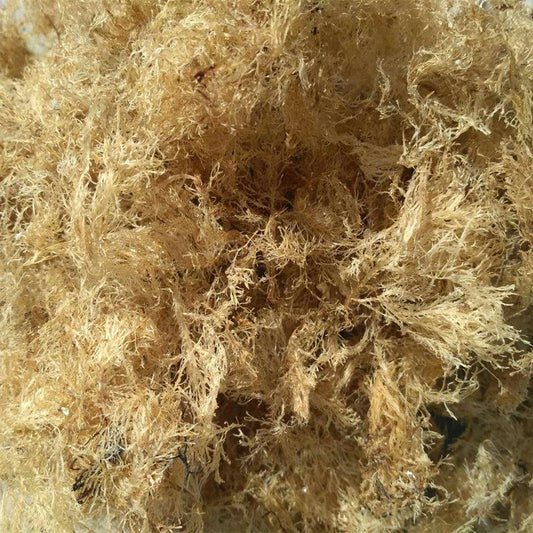 1kg Shi Hua Cai 石花菜, Gelidium Amansii Lamouroux, Liang Fen 凉粉-[Chinese Herbs Online]-[chinese herbs shop near me]-[Traditional Chinese Medicine TCM]-[chinese herbalist]-Find Chinese Herb™