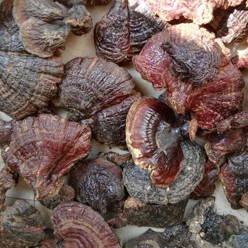 1kg Song Shan Ling Zhi 松杉灵芝, Ganoderma Tsugae Murr, Reishi Mushroom, Wild Ganoderma Lucidum-[Chinese Herbs Online]-[chinese herbs shop near me]-[Traditional Chinese Medicine TCM]-[chinese herbalist]-Find Chinese Herb™