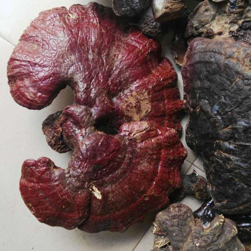 1kg Song Shan Ling Zhi 松杉灵芝, Ganoderma Tsugae Murr, Reishi Mushroom, Wild Ganoderma Lucidum-[Chinese Herbs Online]-[chinese herbs shop near me]-[Traditional Chinese Medicine TCM]-[chinese herbalist]-Find Chinese Herb™