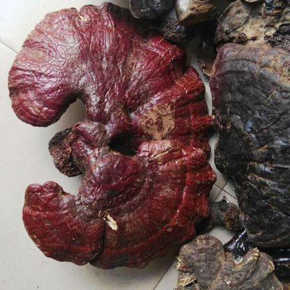 1kg Song Shan Ling Zhi 松杉灵芝, Ganoderma Tsugae Murr, Reishi Mushroom, Wild Ganoderma Lucidum-[Chinese Herbs Online]-[chinese herbs shop near me]-[Traditional Chinese Medicine TCM]-[chinese herbalist]-Find Chinese Herb™