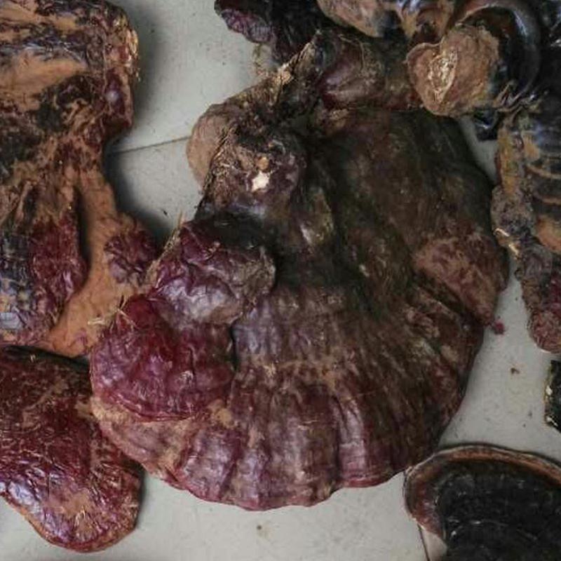 1kg Song Shan Ling Zhi 松杉灵芝, Ganoderma Tsugae Murr, Reishi Mushroom, Wild Ganoderma Lucidum-[Chinese Herbs Online]-[chinese herbs shop near me]-[Traditional Chinese Medicine TCM]-[chinese herbalist]-Find Chinese Herb™