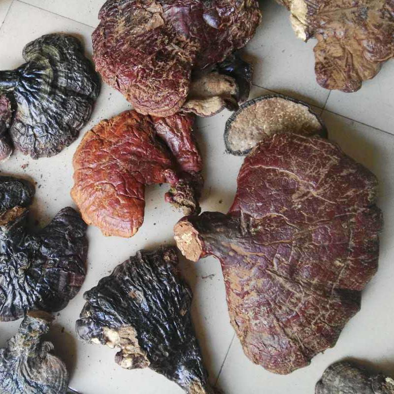 1kg Song Shan Ling Zhi 松杉灵芝, Ganoderma Tsugae Murr, Reishi Mushroom, Wild Ganoderma Lucidum-[Chinese Herbs Online]-[chinese herbs shop near me]-[Traditional Chinese Medicine TCM]-[chinese herbalist]-Find Chinese Herb™