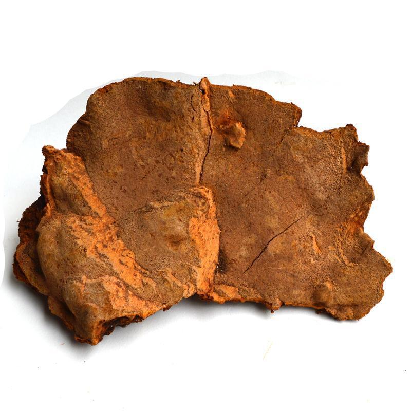 1kg Song Zhen Ceng Kong Jun 松针层孔菌, Phellinuspini, Pine Reishi Mushroom, Wild Ganoderma Lucidum-[Chinese Herbs Online]-[chinese herbs shop near me]-[Traditional Chinese Medicine TCM]-[chinese herbalist]-Find Chinese Herb™