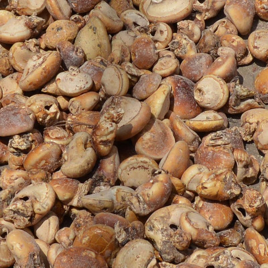 1kg Yin Kong Jun 隐孔菌, Cryptoporus Volvatus, Song Gan Lan 松橄榄-[Chinese Herbs Online]-[chinese herbs shop near me]-[Traditional Chinese Medicine TCM]-[chinese herbalist]-Find Chinese Herb™