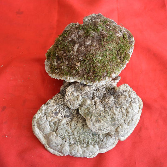 1kg Yu Sheng Ni Ceng Kong Jun 榆生拟层孔菌, Fomitopsis Ulmaria, Wild Mushroom-[Chinese Herbs Online]-[chinese herbs shop near me]-[Traditional Chinese Medicine TCM]-[chinese herbalist]-Find Chinese Herb™