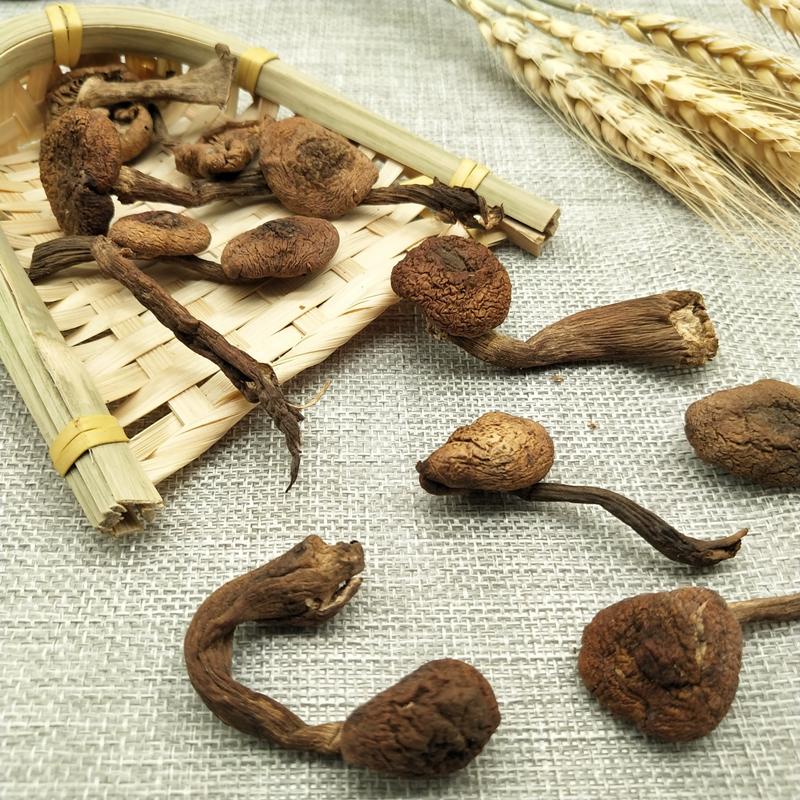 1kg Zhen Mo 榛蘑, Hazel Dell Mushroom, Wild Fungs-[Chinese Herbs Online]-[chinese herbs shop near me]-[Traditional Chinese Medicine TCM]-[chinese herbalist]-Find Chinese Herb™