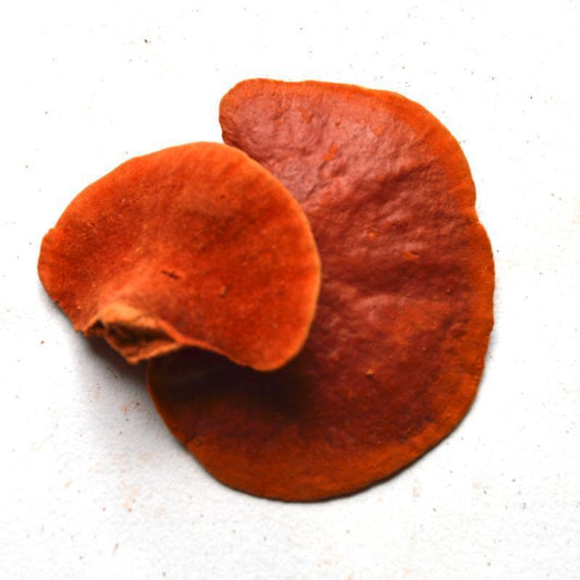 1kg Zhu Hong Shuan Jun 朱红栓菌, Pycnoporus Cinnabarius, Trametes Cinnabarina-[Chinese Herbs Online]-[chinese herbs shop near me]-[Traditional Chinese Medicine TCM]-[chinese herbalist]-Find Chinese Herb™