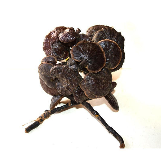 1kg Zhu Ling Zhi 竹灵芝, Reishi Mushroom, Ganoderma Lucidum, Wild Lingzhi-[Chinese Herbs Online]-[chinese herbs shop near me]-[Traditional Chinese Medicine TCM]-[chinese herbalist]-Find Chinese Herb™