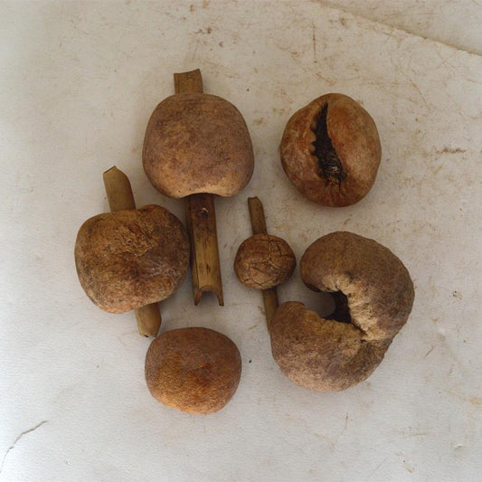 1kg Zhu Sheng Rou Qiu Jun 竹生肉球菌, Engleromyces Goetzi-[Chinese Herbs Online]-[chinese herbs shop near me]-[Traditional Chinese Medicine TCM]-[chinese herbalist]-Find Chinese Herb™