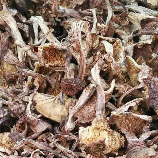 1kg Zi Ding Xiang Mo 紫丁香蘑, Tricholomataceae, Lepistanuda, Wild Reishi Mushroom-[Chinese Herbs Online]-[chinese herbs shop near me]-[Traditional Chinese Medicine TCM]-[chinese herbalist]-Find Chinese Herb™