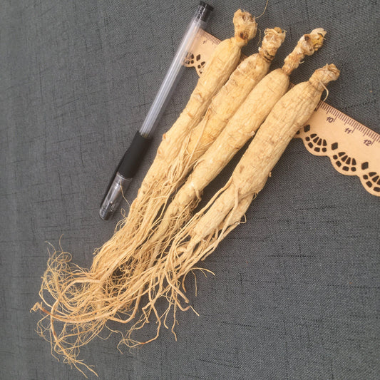 250g Bai Ren Shen 白人参, Chang Bai Shan White Ginseng Roots, Radix Panax Ginseng-[Chinese Herbs Online]-[chinese herbs shop near me]-[Traditional Chinese Medicine TCM]-[chinese herbalist]-Find Chinese Herb™