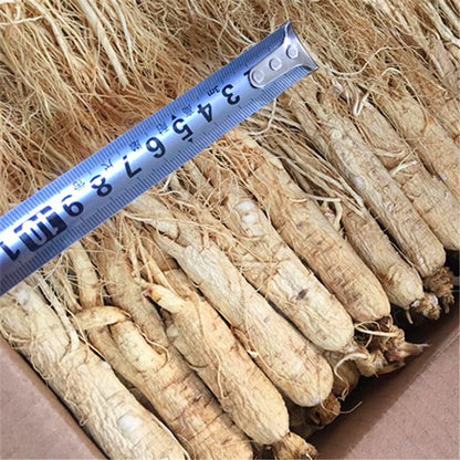 250g Bai Ren Shen 白人参, Chang Bai Shan White Ginseng Roots, Radix Panax Ginseng-[Chinese Herbs Online]-[chinese herbs shop near me]-[Traditional Chinese Medicine TCM]-[chinese herbalist]-Find Chinese Herb™