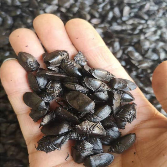 250g Jiu Xiang Chong 九香虫, Jiuxiang Bug, Stink Bug, Aspongopus Chinesis Dallas-[Chinese Herbs Online]-[chinese herbs shop near me]-[Traditional Chinese Medicine TCM]-[chinese herbalist]-Find Chinese Herb™