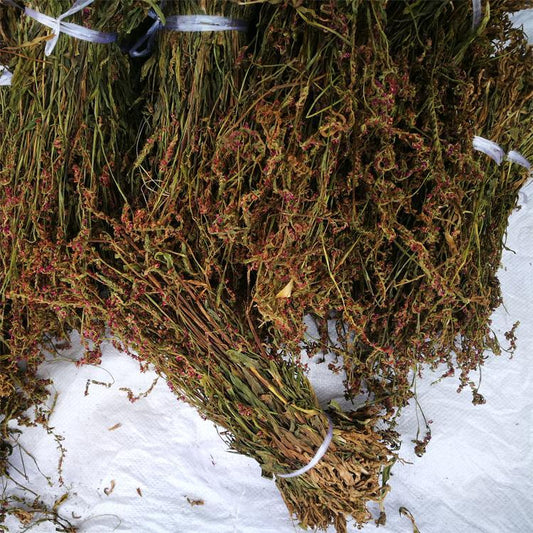 250g Pan Long Shen 盤龍參, Chinese Ladiestresses Herb, Herba Spiranthis Lanceae, Pan Long Cao-[Chinese Herbs Online]-[chinese herbs shop near me]-[Traditional Chinese Medicine TCM]-[chinese herbalist]-Find Chinese Herb™