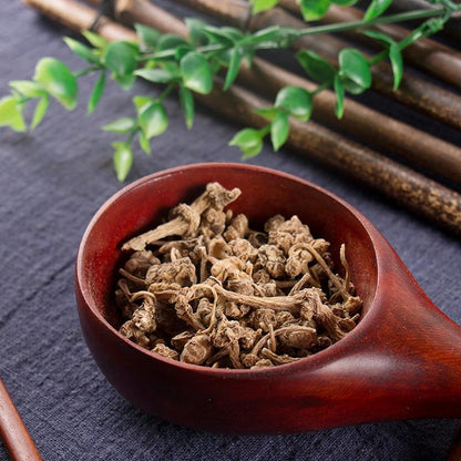 250g Zhu Er Shen 珠儿参, Rhizome Largeleaf Japanese Ginseng, Panax Japonicus-[Chinese Herbs Online]-[chinese herbs shop near me]-[Traditional Chinese Medicine TCM]-[chinese herbalist]-Find Chinese Herb™
