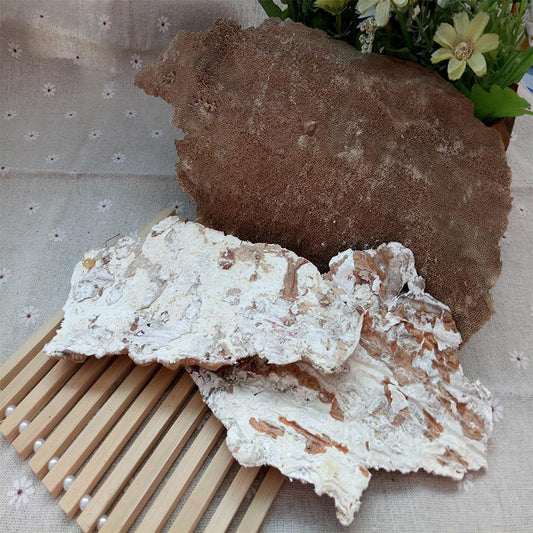 500g Bai Ba Chi Jun 白耙齿菌, White Tine Bacteria, Medicinal Fungus-[Chinese Herbs Online]-[chinese herbs shop near me]-[Traditional Chinese Medicine TCM]-[chinese herbalist]-Find Chinese Herb™