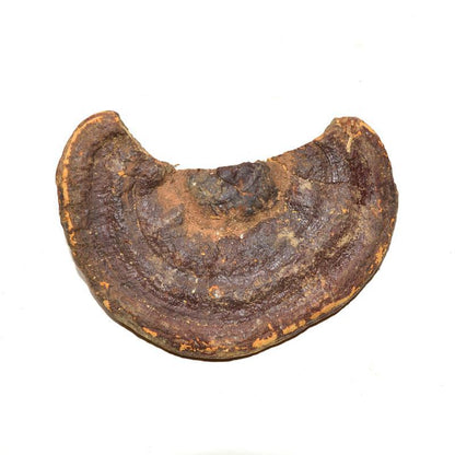 500g Chi Zhi 赤芝, Reishi Mushroom, Ganoderma Lucidum, Wild Ling Zhi-[Chinese Herbs Online]-[chinese herbs shop near me]-[Traditional Chinese Medicine TCM]-[chinese herbalist]-Find Chinese Herb™
