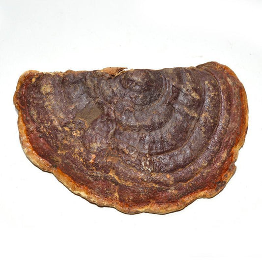 500g Chi Zhi 赤芝, Reishi Mushroom, Ganoderma Lucidum, Wild Ling Zhi-[Chinese Herbs Online]-[chinese herbs shop near me]-[Traditional Chinese Medicine TCM]-[chinese herbalist]-Find Chinese Herb™